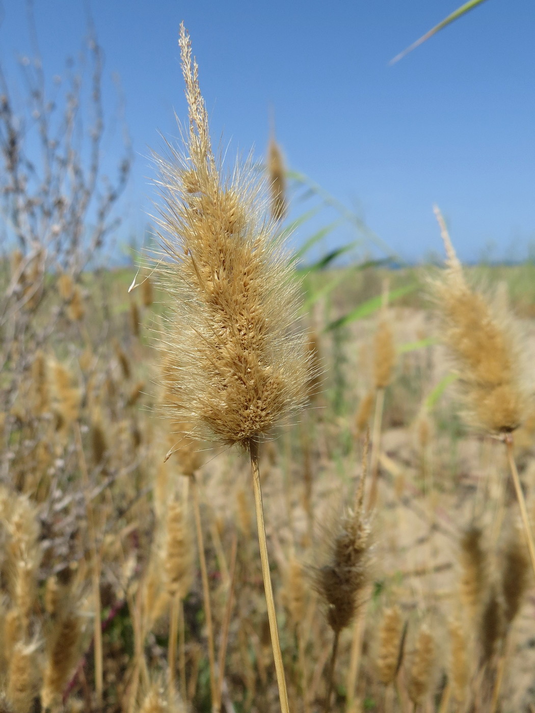 Изображение особи Polypogon monspeliensis.