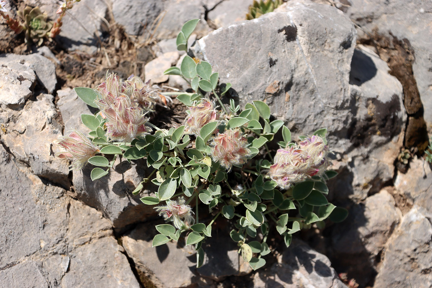 Изображение особи Hedysarum plumosum.