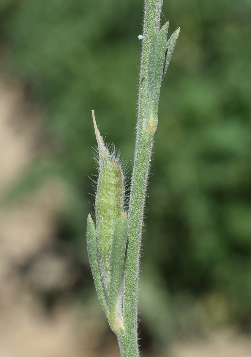 Image of Delphinium stocksianum specimen.