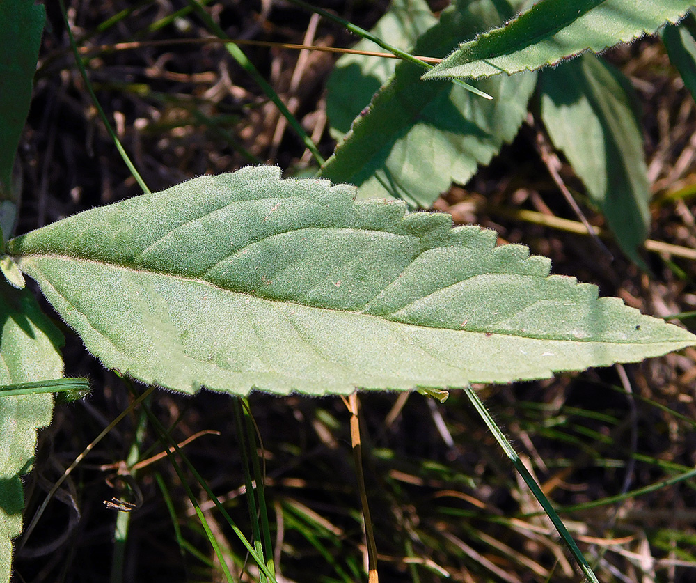 Image of Veronica barrelieri specimen.