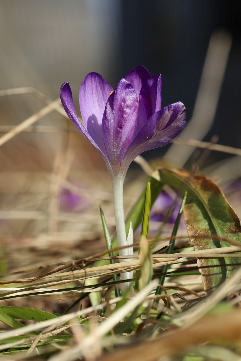 Image of Crocus vernus specimen.