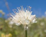 Allium pseudostrictum