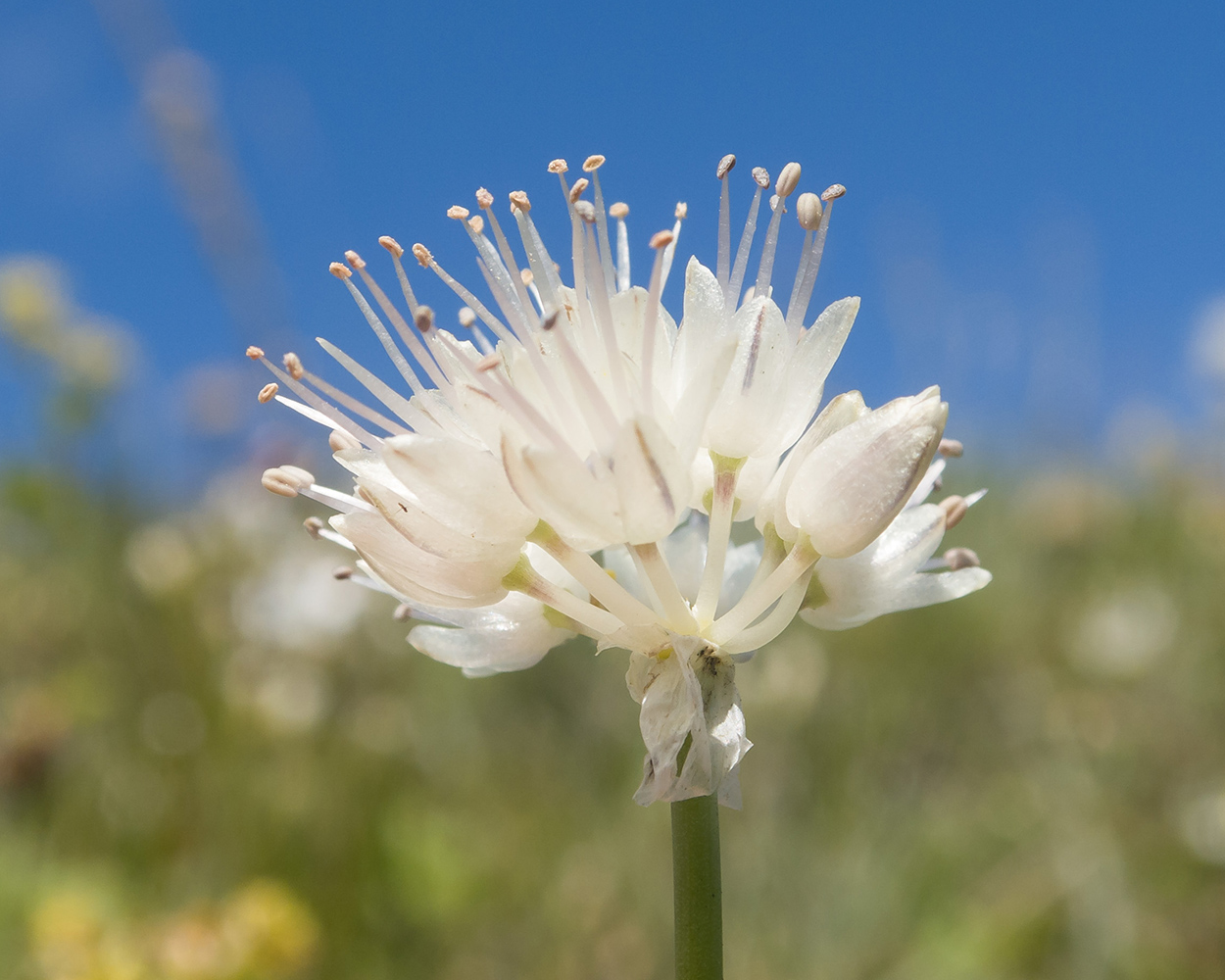 Изображение особи Allium pseudostrictum.
