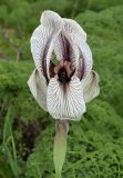 Iris korolkowii