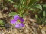 View full-size image Calandrinia ciliata