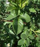 View full-size image genus Rosa