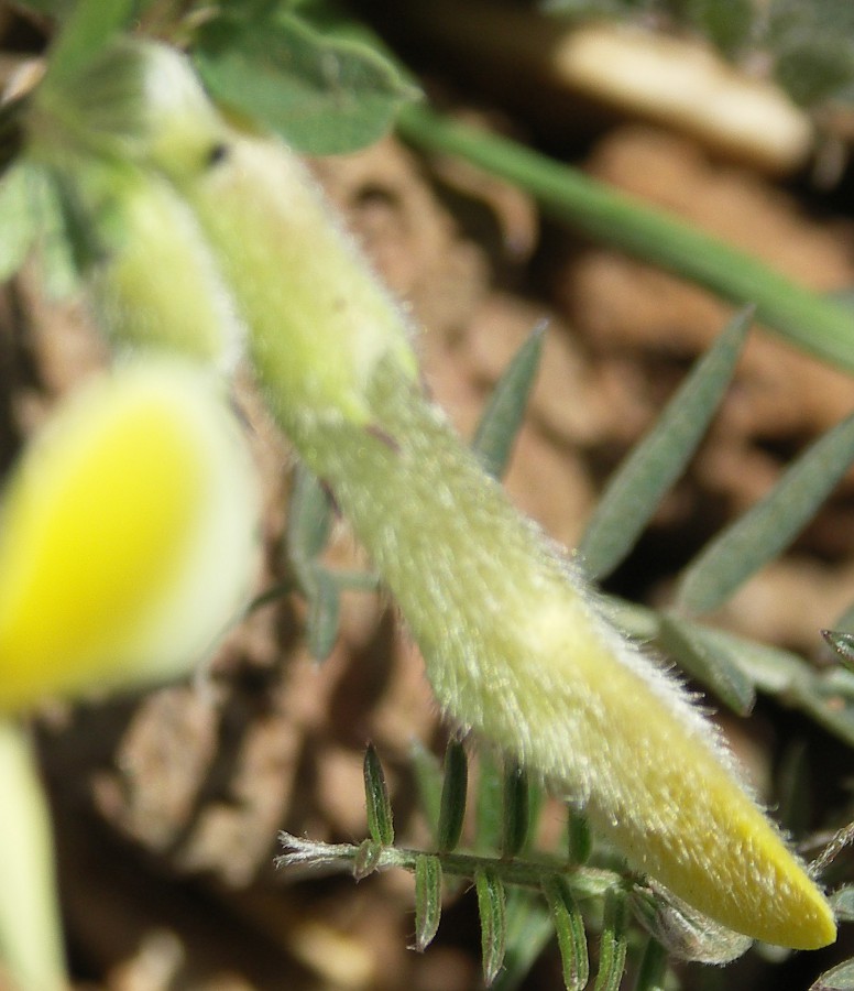 Изображение особи Vicia hybrida.