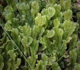 Смотреть изображение Marchantia polymorpha