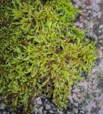 Смотреть изображение порядок Hypnales