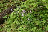 View full-size image Hesperis matronalis