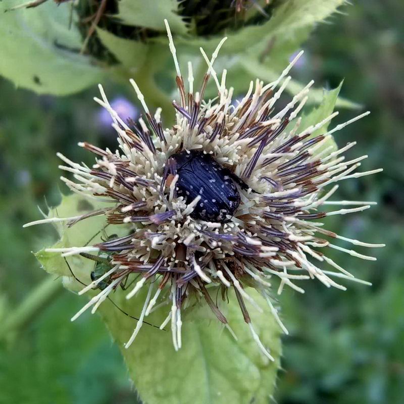 Изображение особи Cirsium oleraceum.