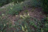 View full-size image Onobrychis kachetica