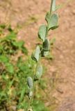 View full-size image Fibigia clypeata