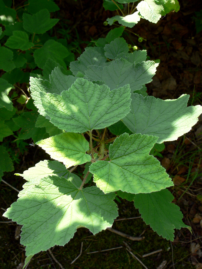 Image of Ribes hispidulum specimen.