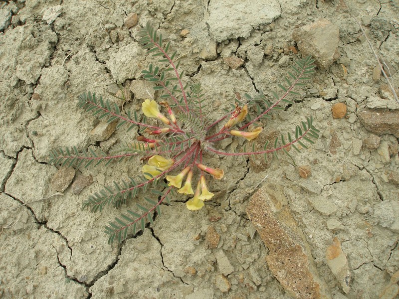 Image of Astragalus utriger specimen.