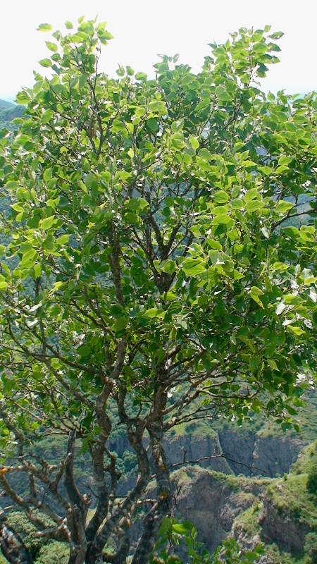 Image of Celtis caucasica specimen.