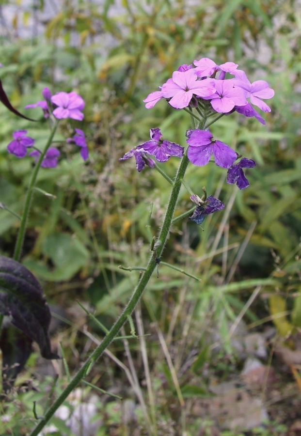 Изображение особи Hesperis sibirica.