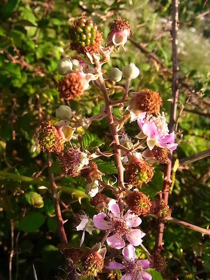 Image of Rubus ulmifolius specimen.