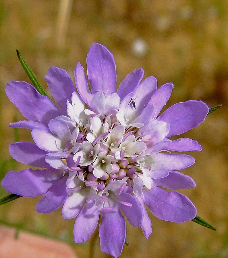 Image of Sixalix arenaria specimen.