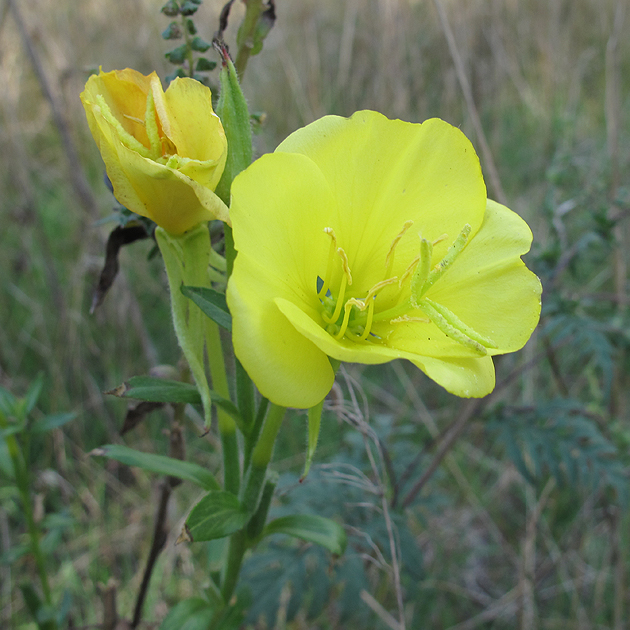 Image of Oenothera biennis specimen.