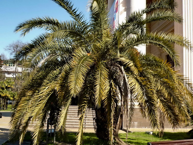 Image of Phoenix canariensis specimen.