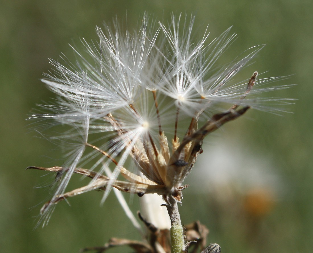 Image of Chondrilla juncea specimen.