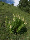 Digitalis ciliata. Цветущее растение. Кабардино-Балкария, Верхняя Балкария. 07.07.2009.