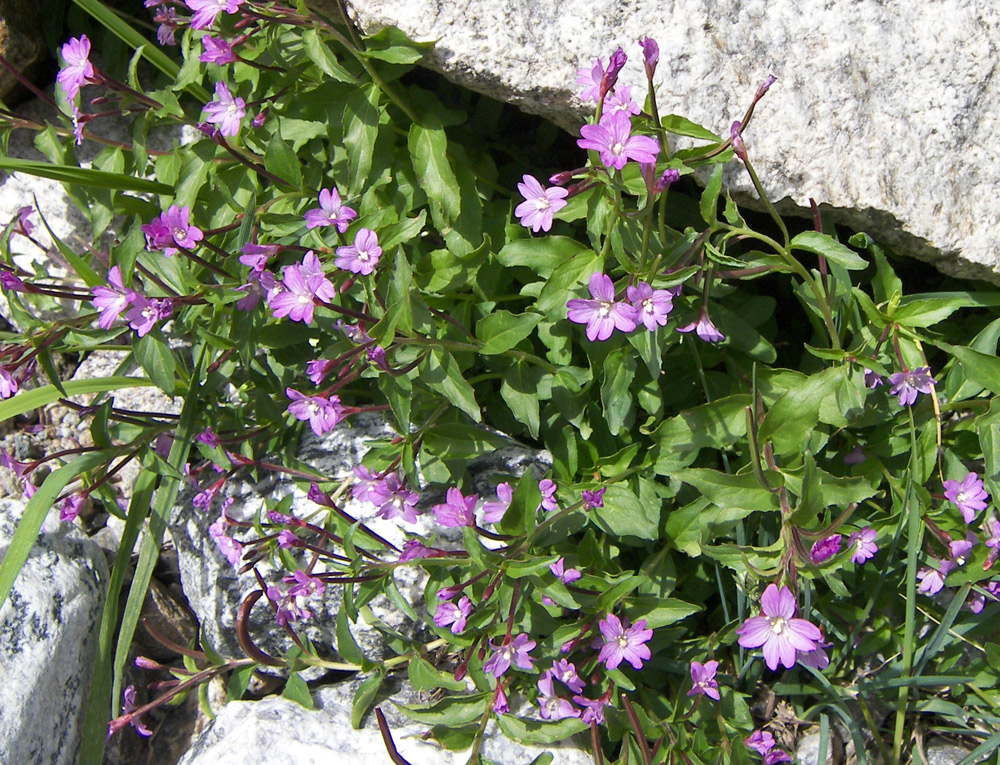 Image of Epilobium algidum specimen.