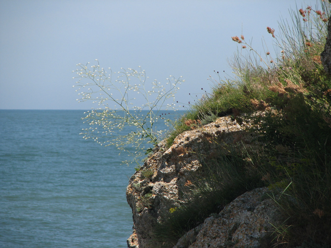 Image of Crambe koktebelica specimen.