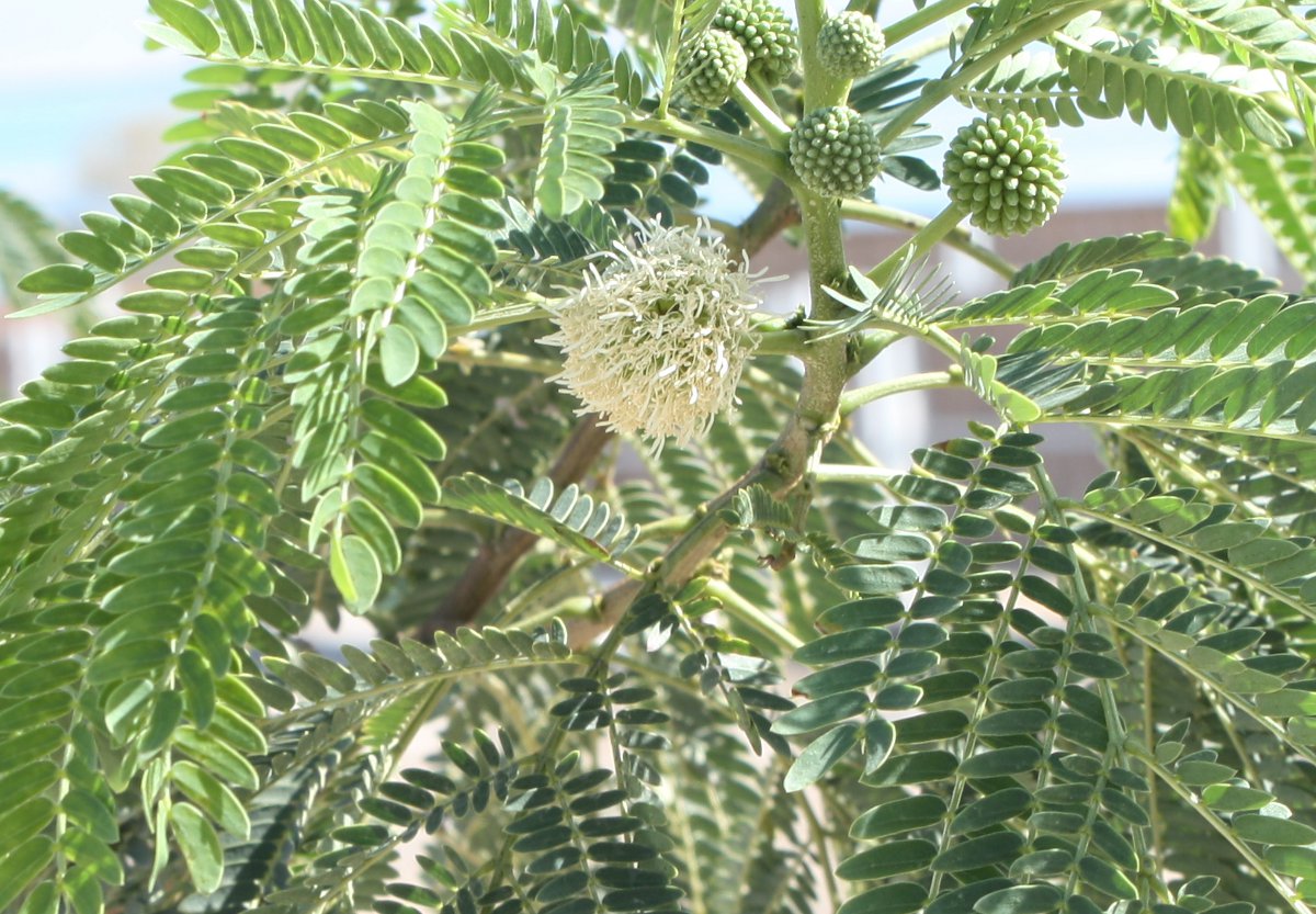 Image of Leucaena leucocephala specimen.