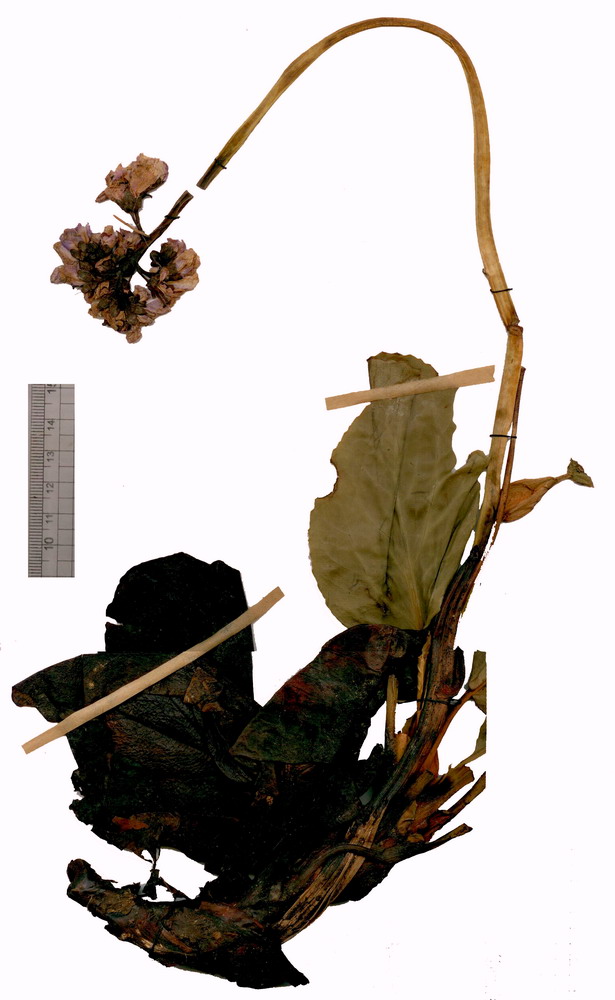 Изображение особи Bergenia crassifolia var. sajanensis.