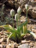 Tulipa biflora. Плодоносящие растения. Южный Берег Крыма, окр. Балаклавы, возв. Инжир. 1 мая 2012 г.