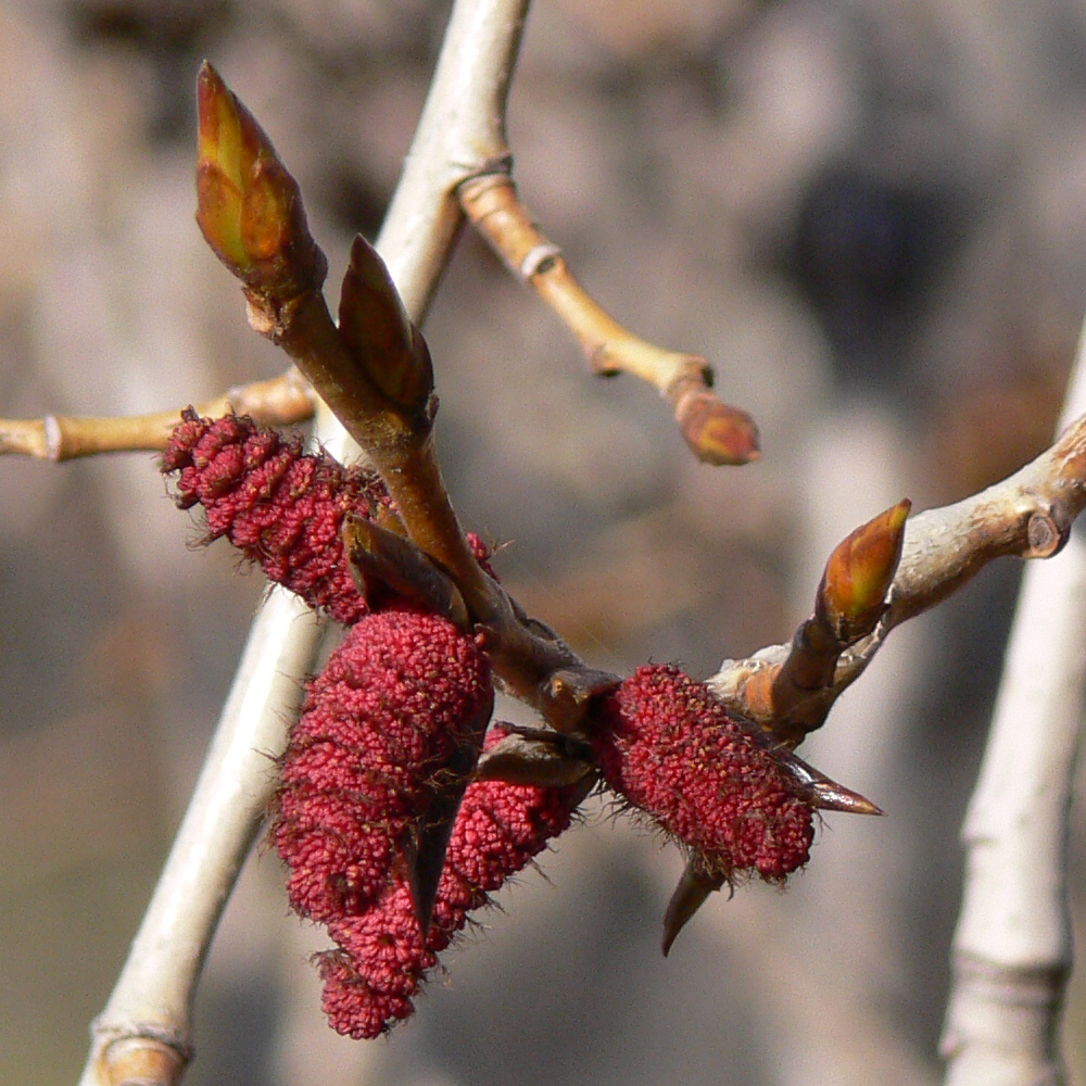 Image of Populus &times; sibirica specimen.