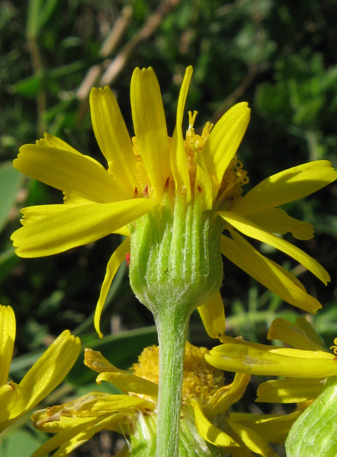 Image of Tephroseris jailicola specimen.