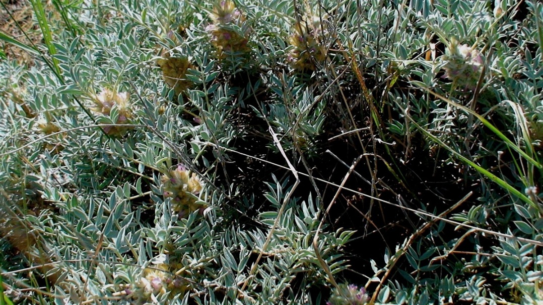 Image of Astragalus micropterus specimen.