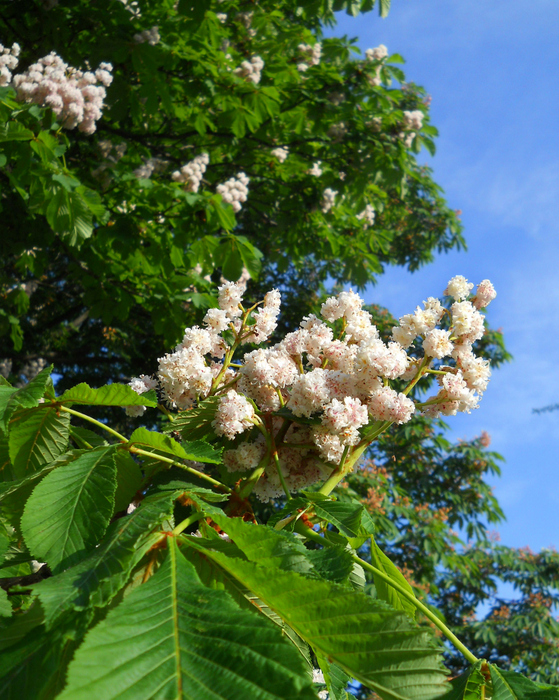 Изображение особи Aesculus hippocastanum.