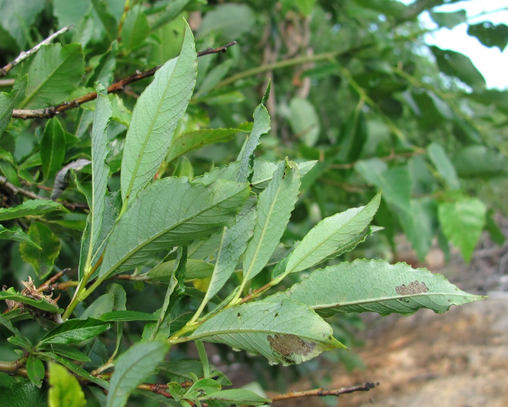 Image of Salix &times; tetrapla specimen.