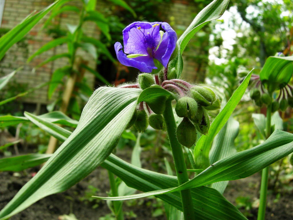 Image of Tradescantia virginiana specimen.