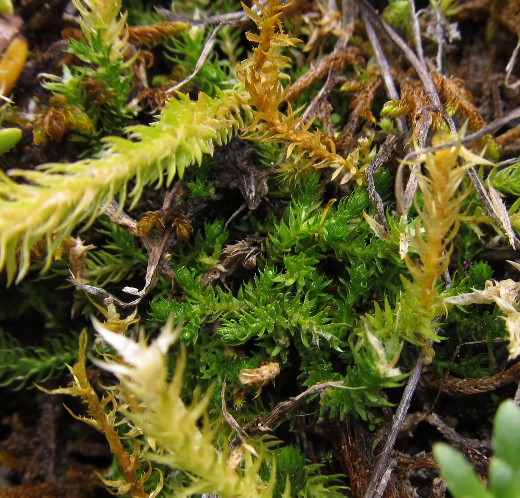 Image of Selaginella selaginoides specimen.