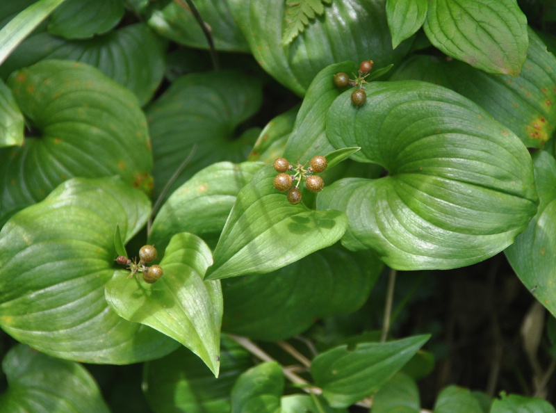 Image of Maianthemum dilatatum specimen.