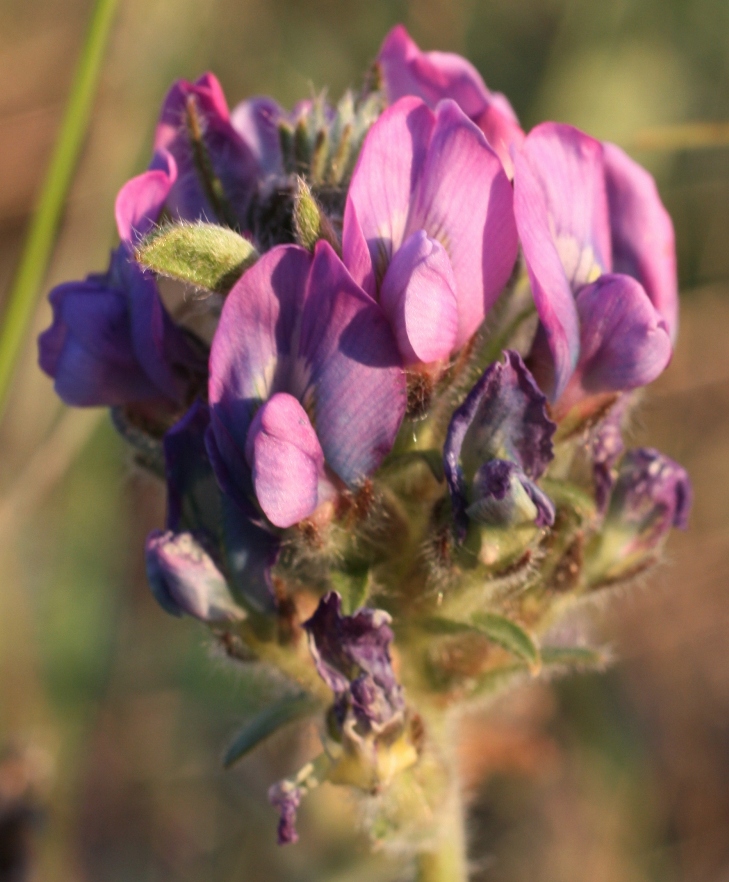 Изображение особи Oxytropis kungurensis.