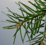 Picea omorika