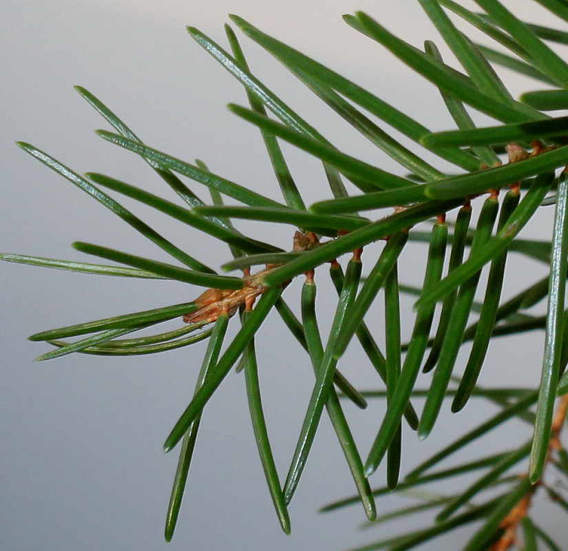 Image of Picea omorika specimen.