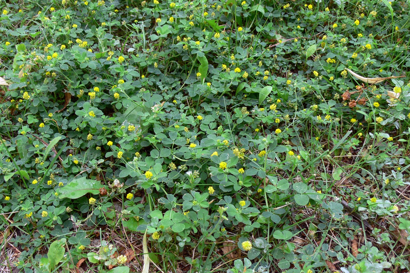 Image of Medicago lupulina specimen.