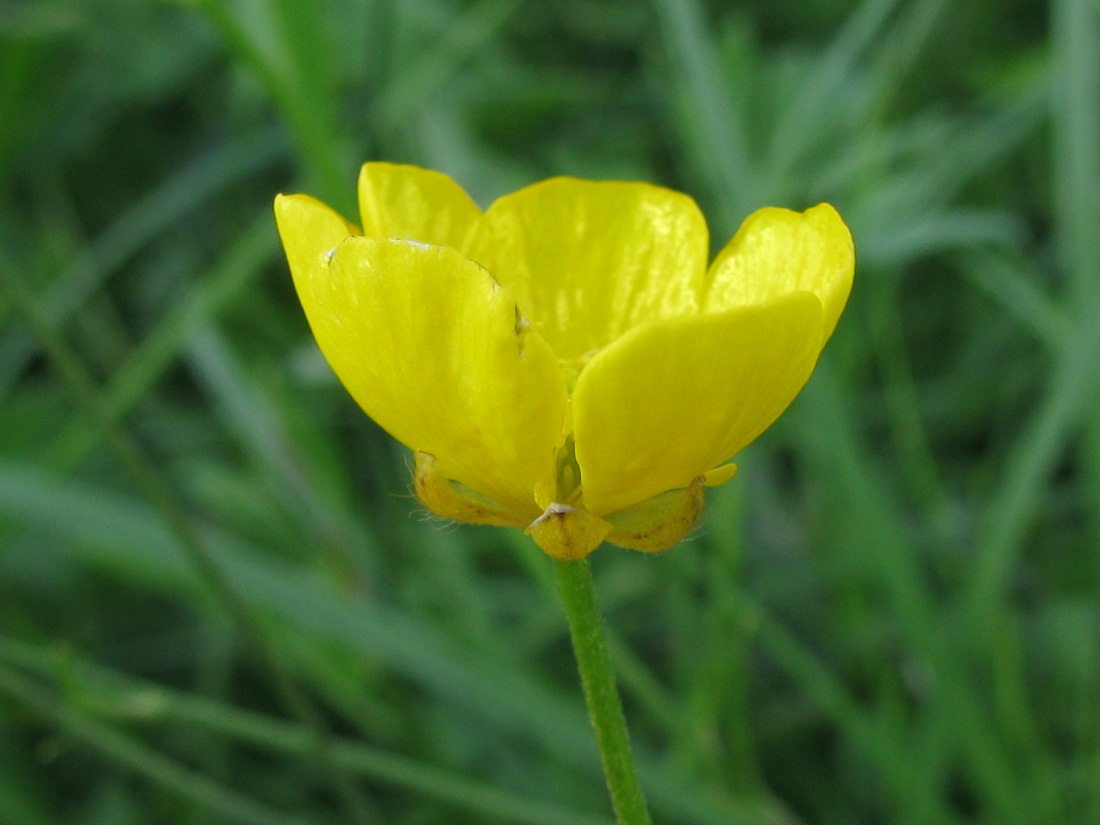 Image of Ranunculus repens specimen.