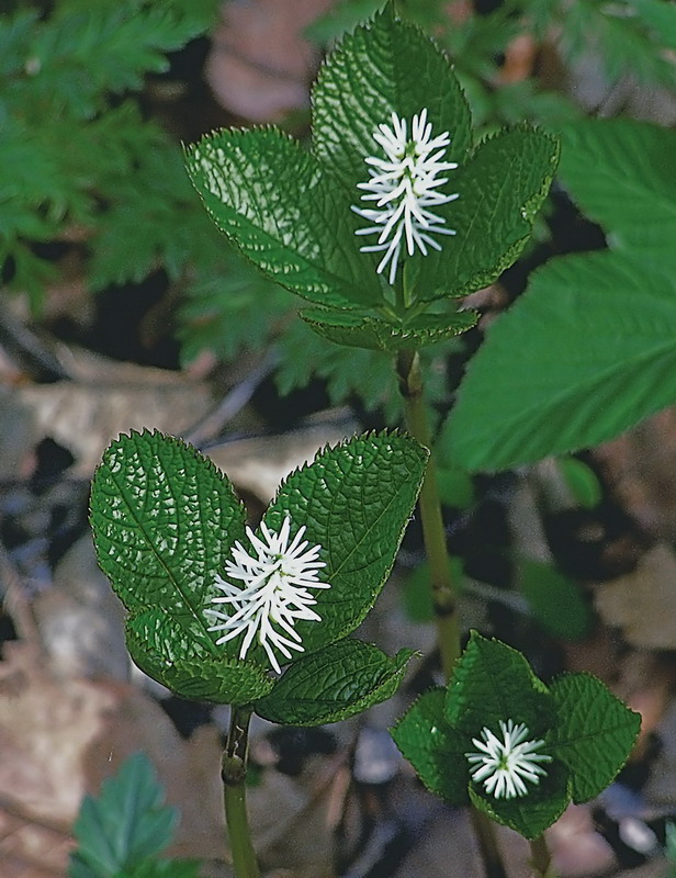 Image of Chloranthus quadrifolius specimen.