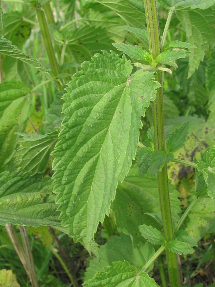 Image of Urtica dioica specimen.