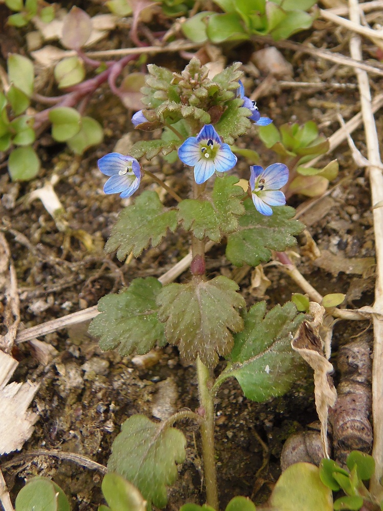 Image of genus Veronica specimen.