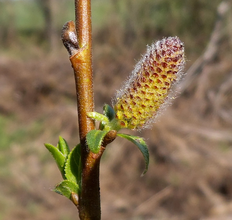 Изображение особи Salix hexandra.