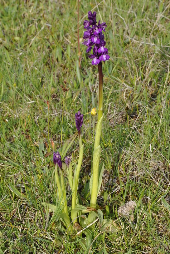 Image of Anacamptis morio ssp. caucasica specimen.